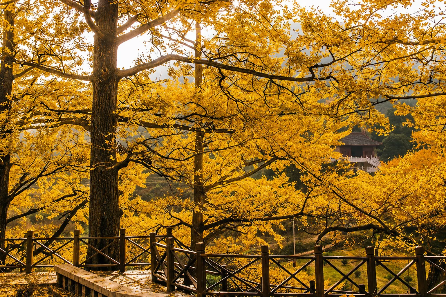 妥樂古銀杏村
