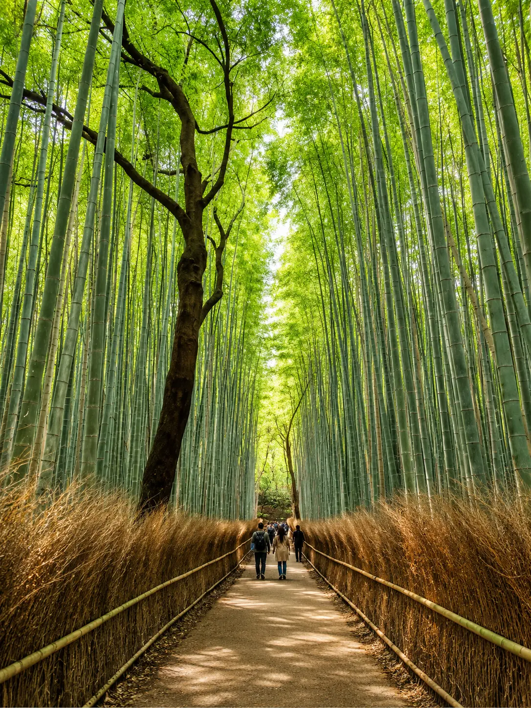 嵐山