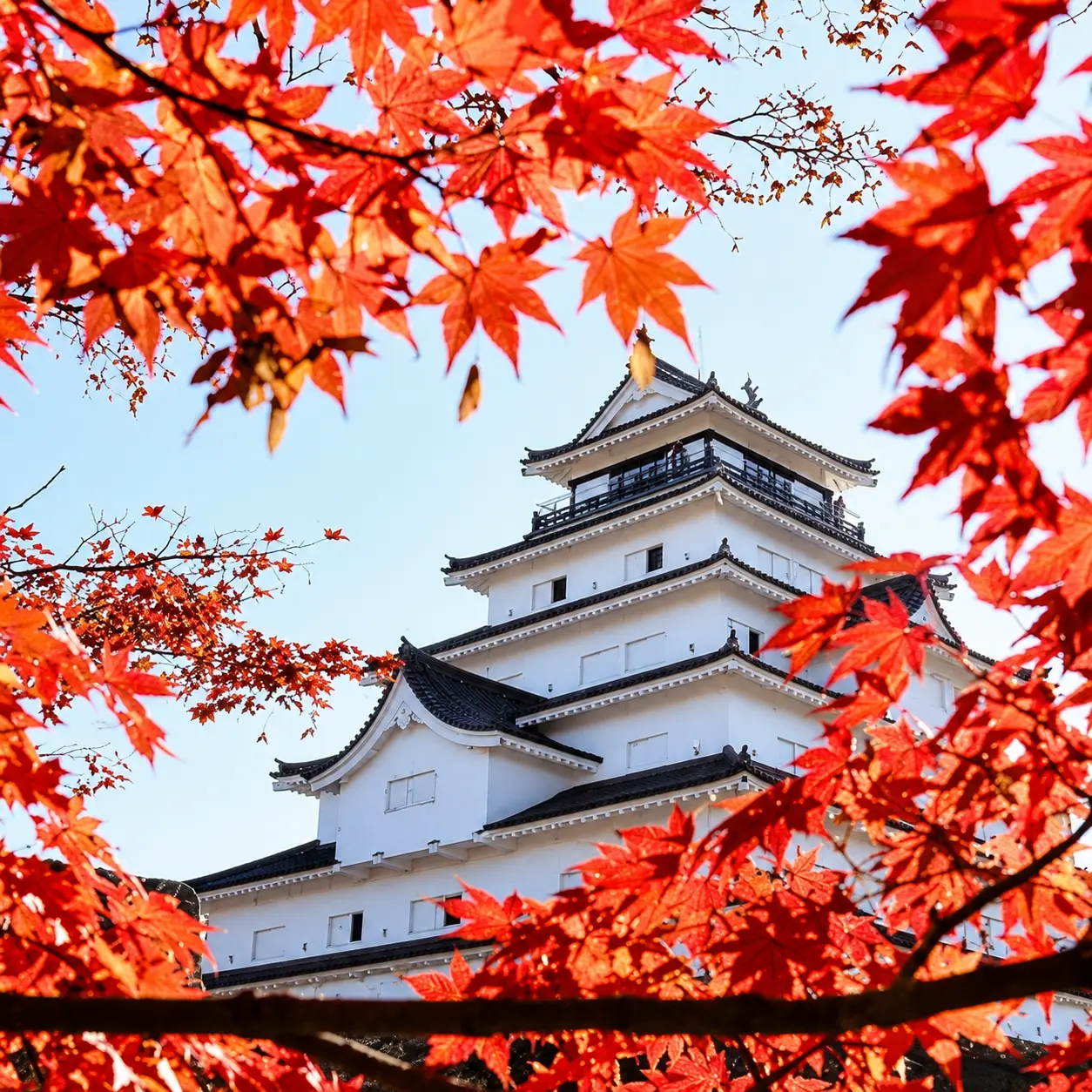 會津若松城楓葉