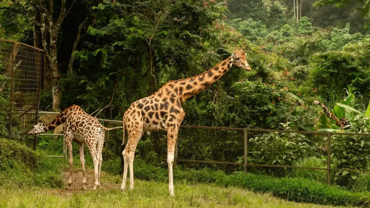 SAFARI野生動物園