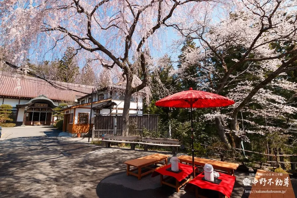 中野不動尊櫻花