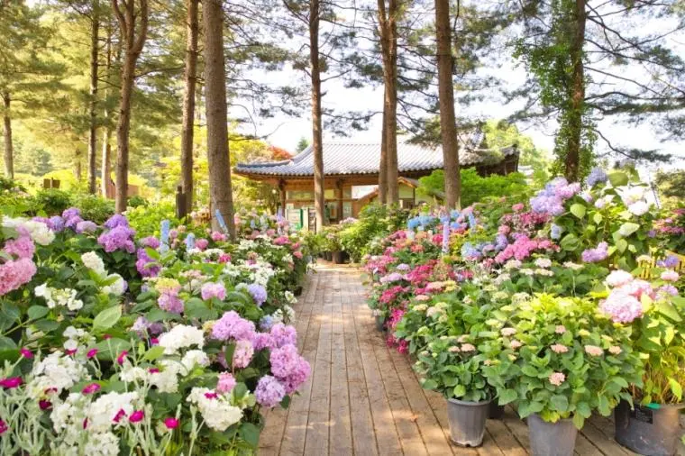 京畿道繡球花海