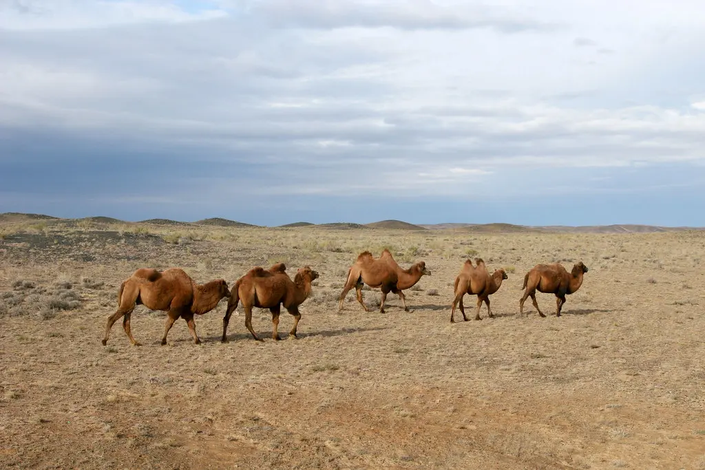 卡拉麥裡有蹄類自然保護區