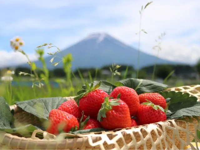 富士山當季採果