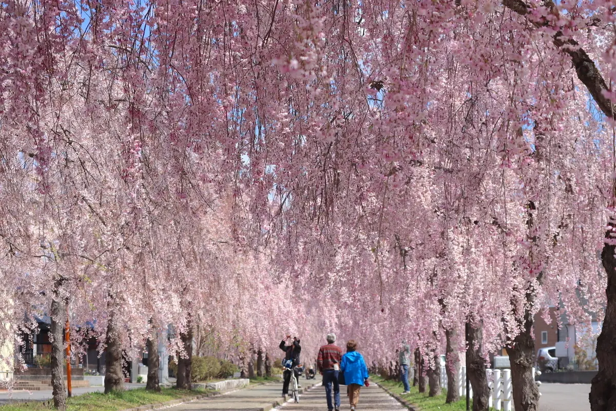 日中線紀念櫻花步道