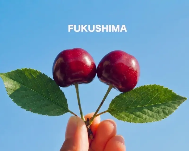 東北採果樂・紅寶石佐藤錦