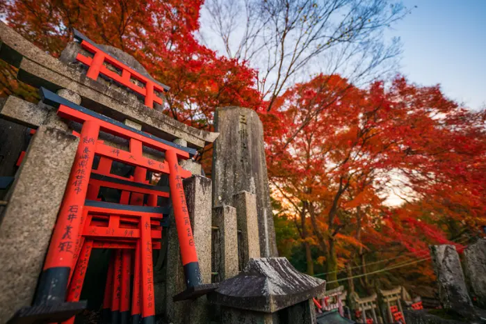 東北高屋敷稻荷神社楓葉