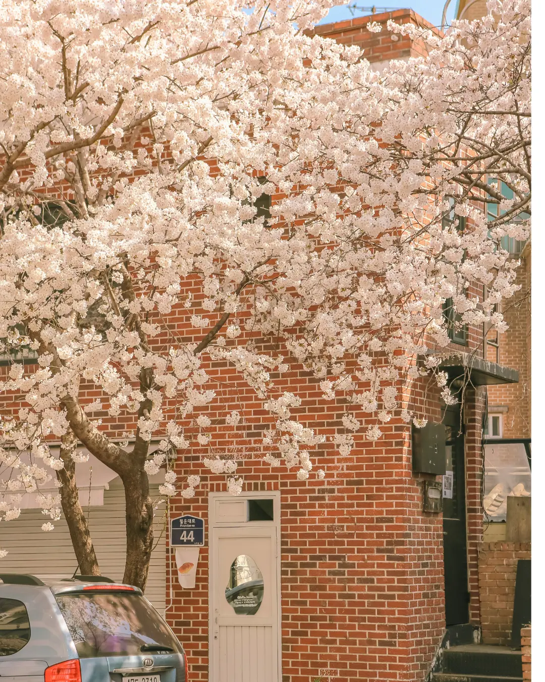 【韓國・釜山慶州】春櫻・鎮海櫻花節・世界遺產佛國寺・大渚油菜花海・彩色威尼斯｜全程無自理餐 