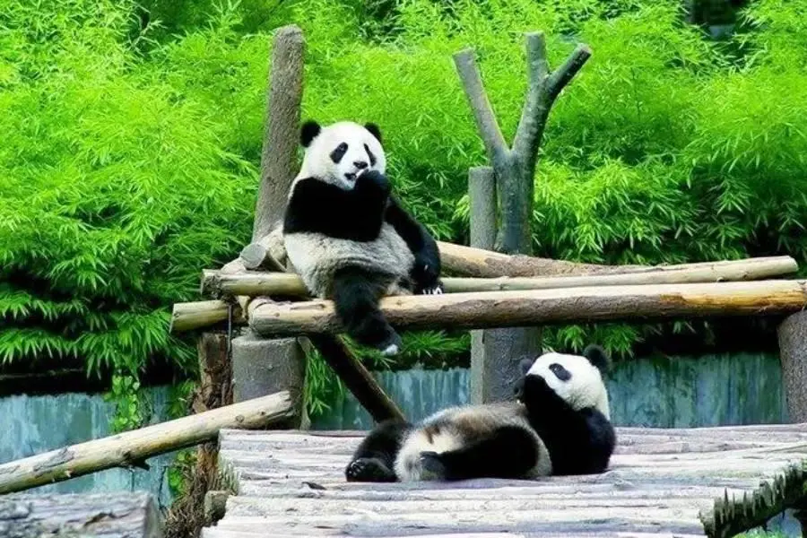 熊貓基地
