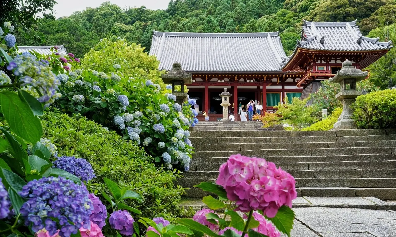 【日本關西】繡球花盛開的五日慢旅・京奈阪・萬株花海・環球影城・自由日|無購物