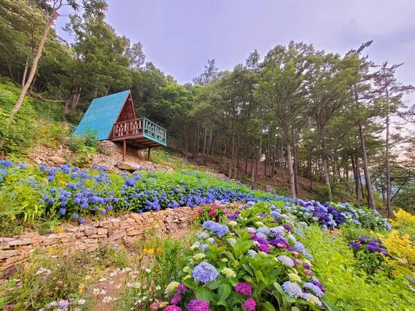 【韓國首爾】京畿道繡球花海．海棠鳥園．香草村・抱川藝術谷・南怡島美境・月尾島海鷗船｜全程無自理餐