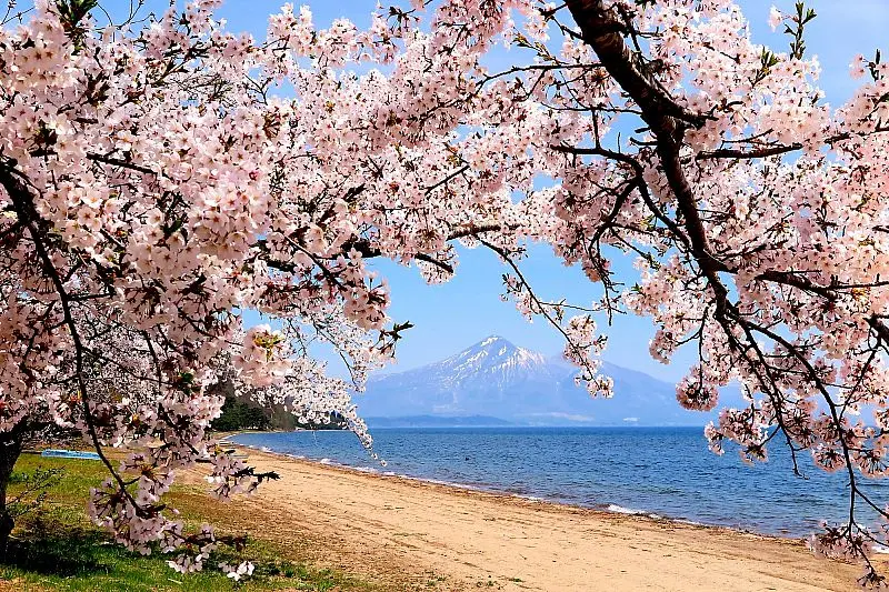 豬苗代湖櫻花