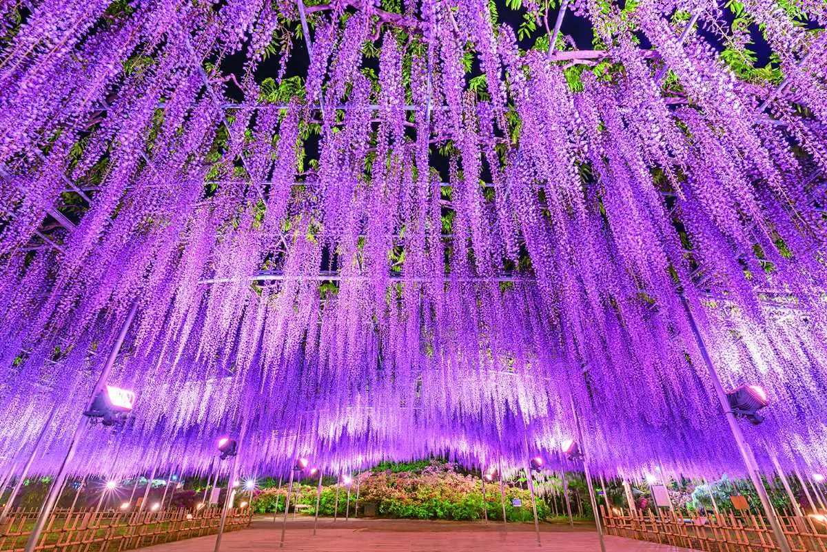 足利紫藤花卉公園