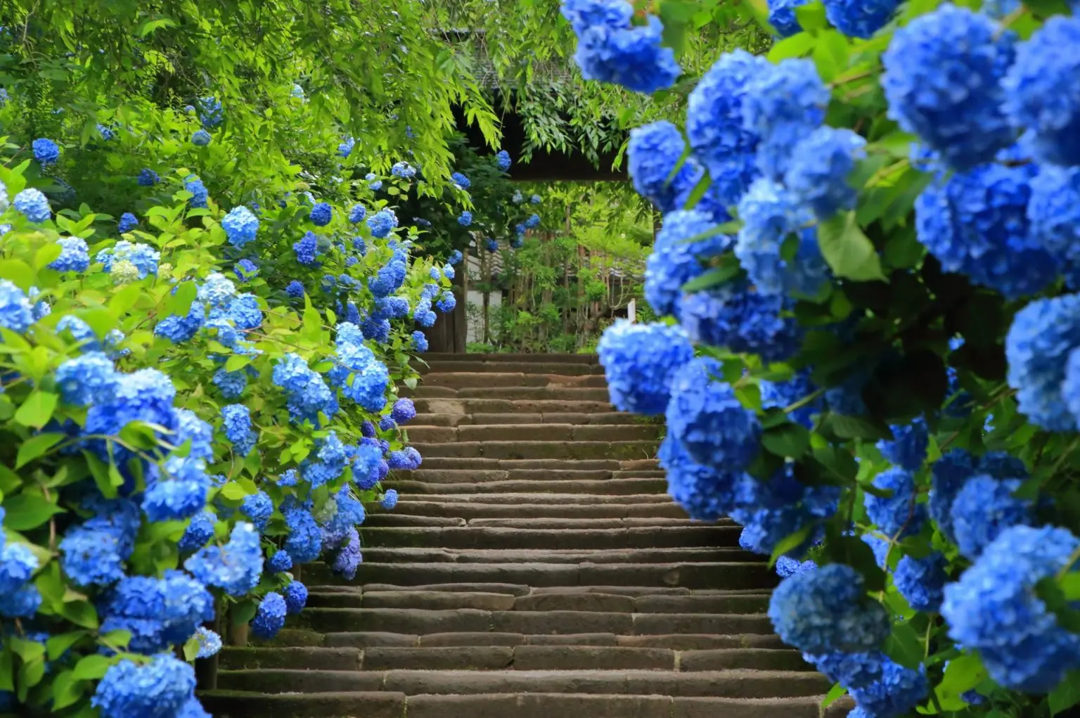 【日本東京】鎌倉滿開繡球花．江之電鐵．抹茶布丁山．橫濱高空纜車．箱根蘆之湖遊船．富士山採果．溫泉｜全程無自理餐