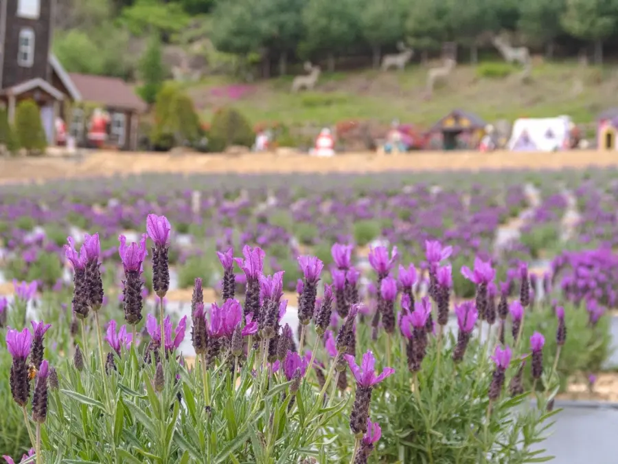 香草島樂園｜仲夏薰衣草祭