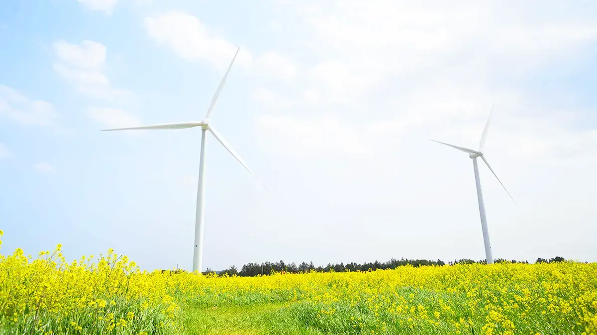 【韓國濟州島】金黃油菜花毯．牛島．城邑民俗村．海女村．亂打秀｜全程無自理餐