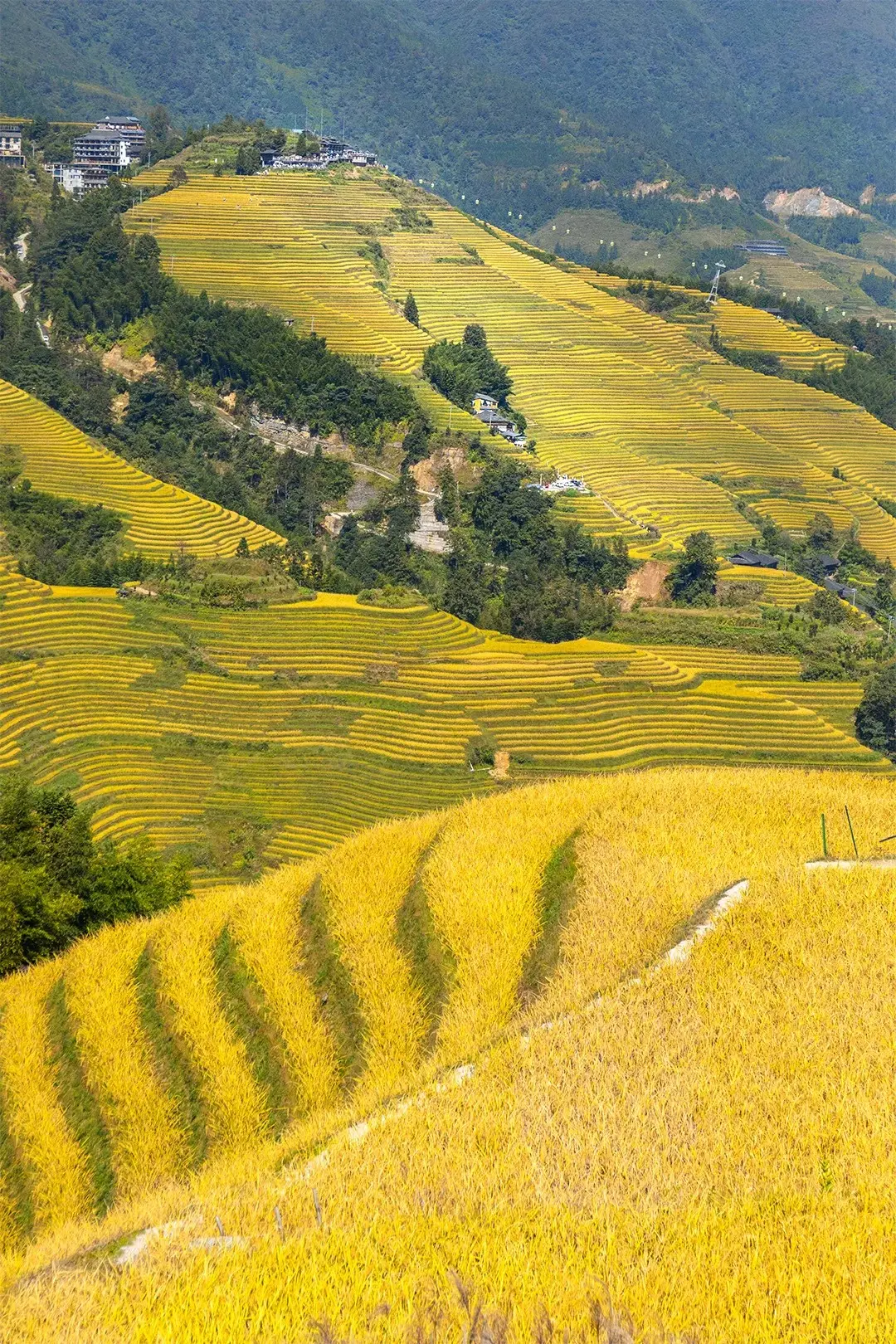 【桂林】星宇台中直飛澳門+動車．陽朔．灕江遊船．龍脊金坑梯田．三大秀｜五星文化考察交流團｜無購物站